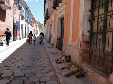 人も犬も昼寝するシエスタの時間