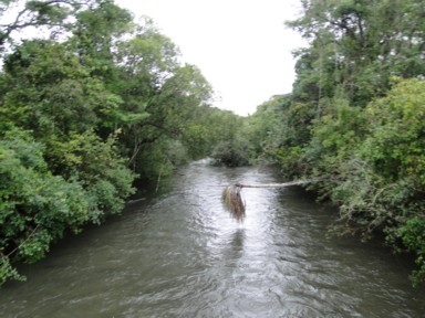 ジャングルに舞う色とりどりの蝶たち