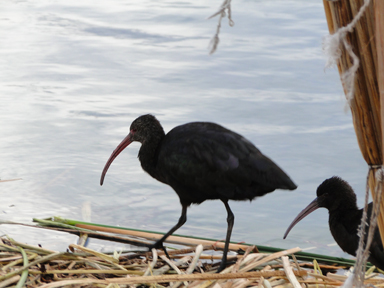 チチカカ湖の葦の島にいるクチバシの長い鳥