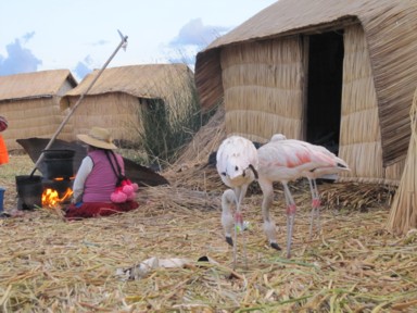 フラミンゴが似合う不思議な島