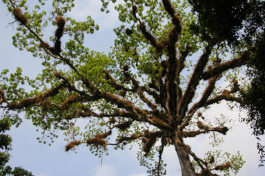 ネットで謎が解ける時代に感謝しながら見上げる