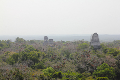 ティカルの遺跡の上から眺めるジャングルから顔を出す遺跡群