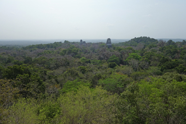 酸素が多すぎてぼーっとしてしまうジャングルの空気