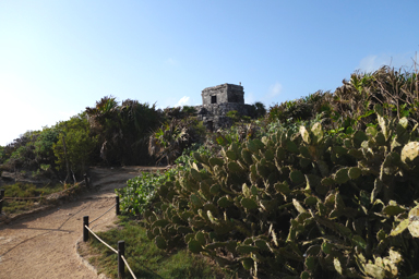 サボテンの壁が行く手を阻む遺跡の風景