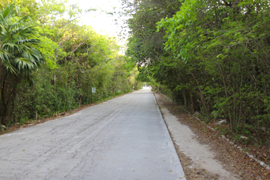 緑に挟まれた一本道のトレイル