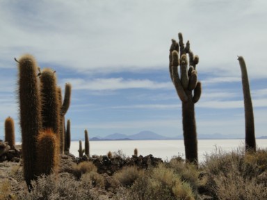 かわいらしさの中に潜むトゲの存在