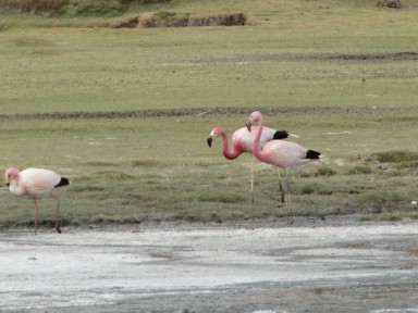 ピンクに染まるフラミンゴの姿