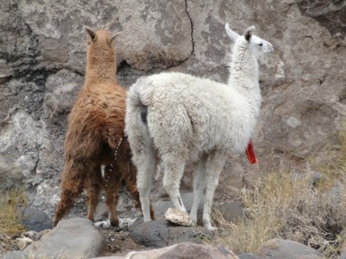 リャマが仲良く揃ってトイレ