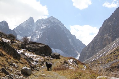 アラアルチャのライフルを持った人と馬