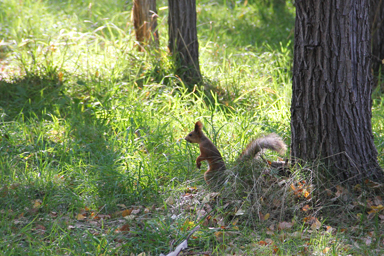 チョルポンアタのリスが警戒している方向とは違う横から丸見えの様子