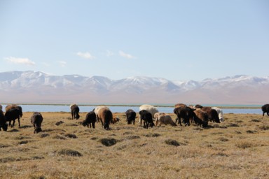 ソンコル湖の湖畔で草を食べる羊たち