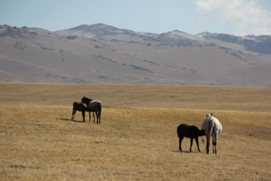 ソンクル湖で放牧されている馬の母乳を飲む仔馬が続く光景