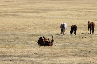 ソンコル湖のごろっとお腹を出してじゃれている馬