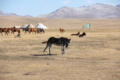ソンクル湖の足伸びするロバ