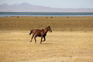 ソン・コル湖の草原をダッシュする馬