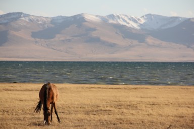 ソンクル湖と草を食べる馬