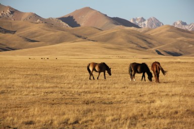 ソンコル湖の夕方に黄金に輝く草と風に吹かれる放牧の馬たち