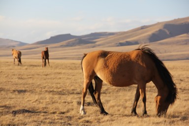 ソンコル湖の放牧の馬が草を食べる様子