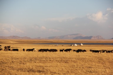 ソンコル湖の夕方に放牧の動物たちが一列に歩く景色