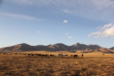 ソンコル湖の夕方に馬やヒツジたちが一か所に自ら集まる様子