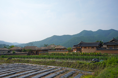 アンドンの河回の田んぼと古い家が並ぶ田園風景