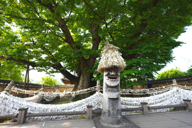 巨大なケヤキの木に人の祈り跡
