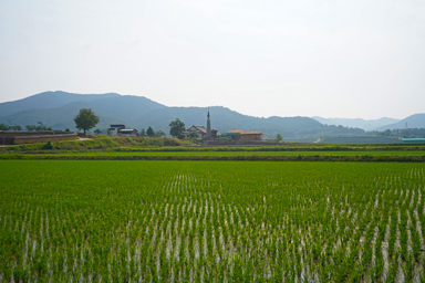 河回村の田んぼと教会