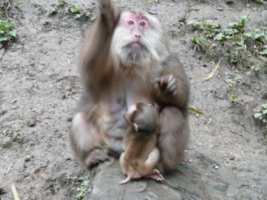 峨眉山のたくさんの猿