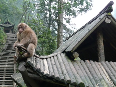 峨眉山の清音閣のキーキー鳴く猿