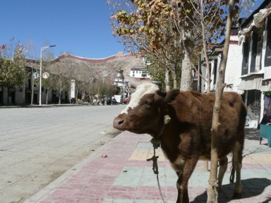 ギャンツェののどかな景色