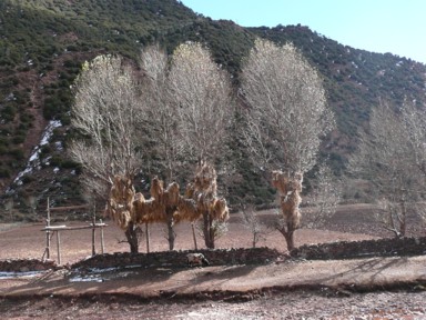 冬の準備で木には藁