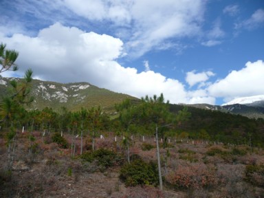 乾燥した大地から緑が増えヒマラヤを抜けたと感じる風景