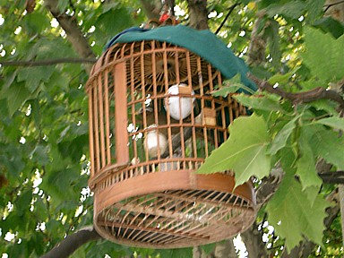 貴陽の街の木にかけられた鳥かご