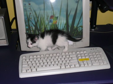 貴陽のネットカフェの猫