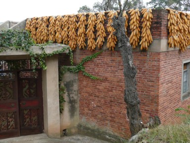 トウモロコシを屋上から壁全体につるす