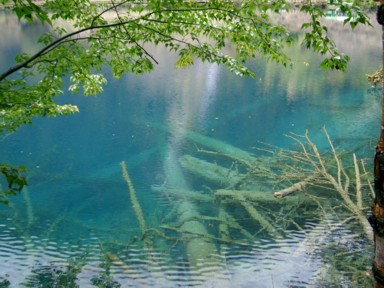 九寨溝の真っ青な池に木が沈む
