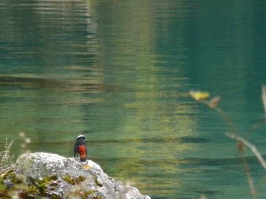 九寨溝で出会う野鳥とリス