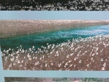 清流にアシが並ぶ絶景の道