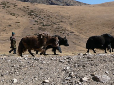 ヤクを放牧する地元民