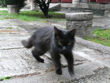 楽山にいる元気な黒猫