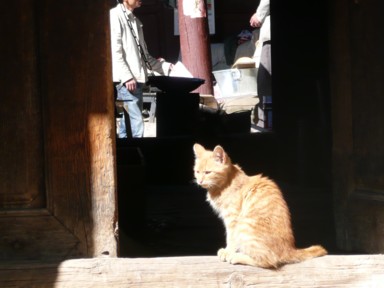 麗江の売り場の横で日向ぼっこの猫