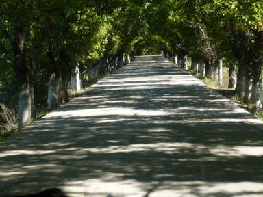 麗江へ続く街路樹がトンネルになった美しい道