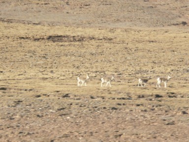 青蔵高原の天然サファリパークのような風景