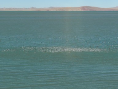 チベット鉄道沿いの静寂の湖に鳥の大群