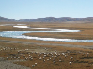 羊の大群が見えるチベット鉄道