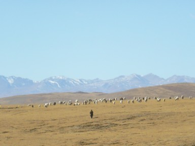 放牧の人とヒツジたち