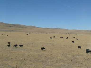 チベット鉄道に驚き走るヤク