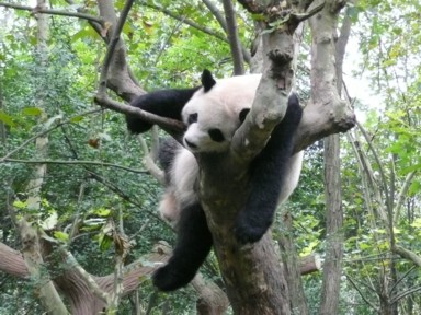 成都パンダ研究基地で絶妙のバランスで木にぶら下がるパンダ