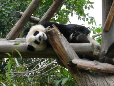 パンダ研究基地の木の上から見つめてくるパンダ