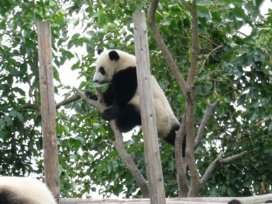 木から木へとまたいで渡る人っぽいパンダ